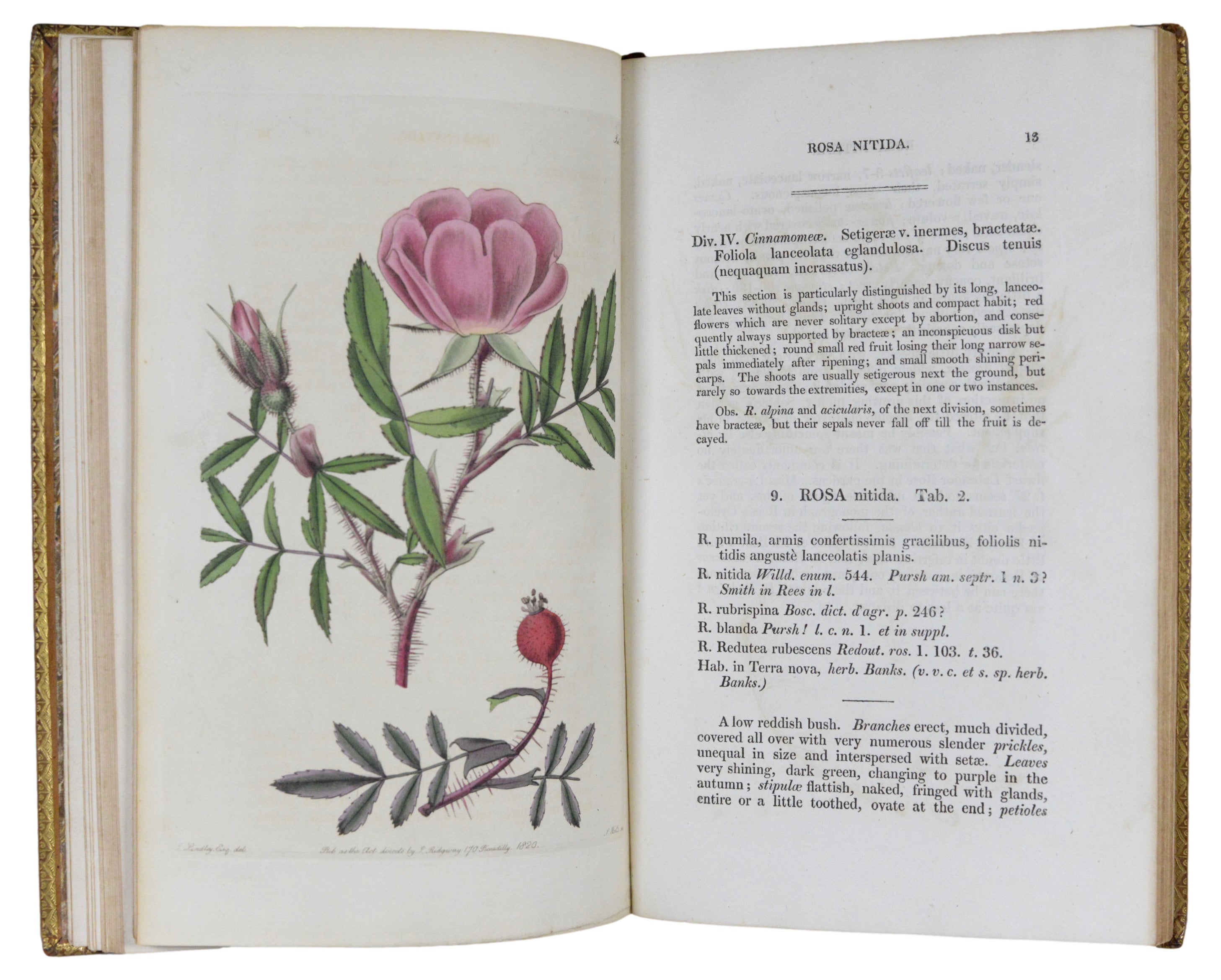 Rosarum Monographia; Or, A Botanical history Of Roses. To Which